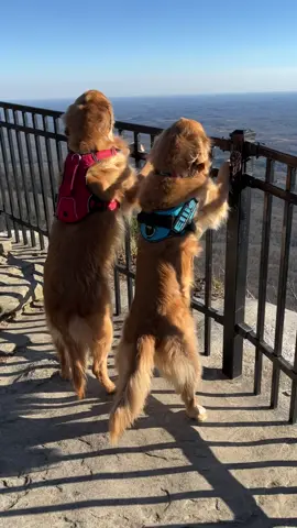 Ellie and Teddy’s Adventure @aguyandagolden #dog #travel