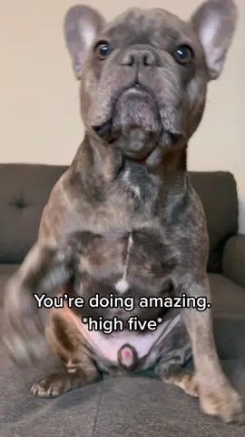 If no one’s told you…  #frenchiesoftiktok #dogsofttiktok #youredoinggreat #awesome