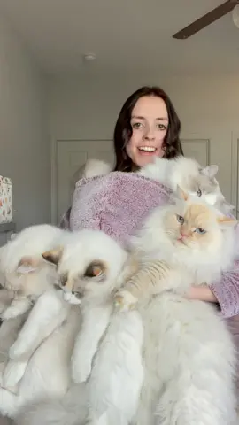 Started off strong before I realized I would need to carry 60+ pounds of cats