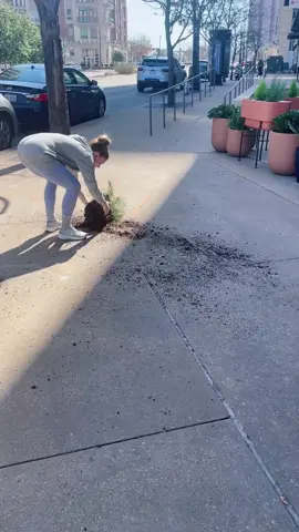 Who would walk by a new restaurant and think “hmmm I think I should pull out that plant and throw it on the ground!” #spreadkindness #actsofkindness