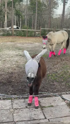 #montethesingingdonkey and the #turdherd acting up today 😜 #emptybowlblues #donkeysoftiktok #horsesoftiktok #yardgoblin #CorollaCrossStep #fyp #texas