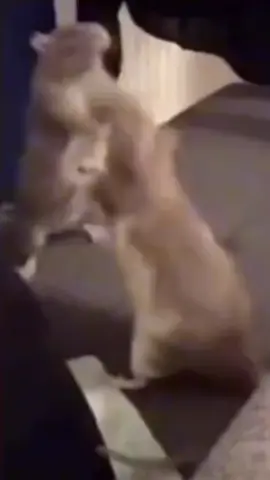 #fyp #foryou#meme #rats #fighting@vixxx_done