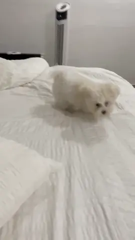 #dogsofttiktok #puppiesoftiktok #fy #cute #fyp #fypシ #parati #funny