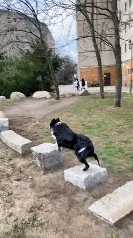 This little obstacle course appeared randomly in the park that we visit every day for our morning walk. ☺️#dogphysiotherapy #dogs #barkour