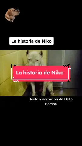 La historia de Niko #historiasdeanimales #historiasdeperro #perro #perrotiktoker #historiasperrunas