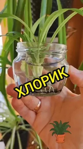 Ответ пользователю @larisagaevskaya2 #1минуталайфстайла #хлорофитум #домисад #комнатныецветы