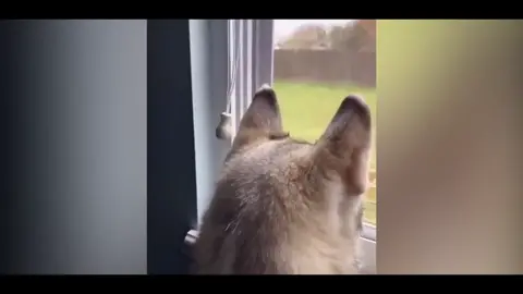 #funny #cute #dog #cutedog #funnydog #fyp #foryou #petlover #doglover #tiktok