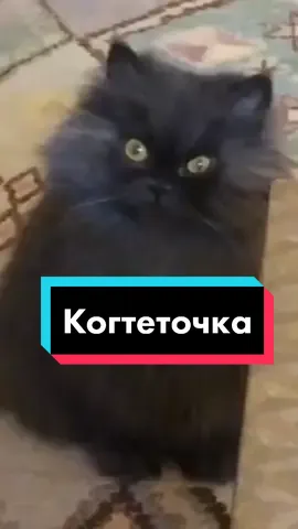 #когтеточка #рек #рекомендации #мем #кот