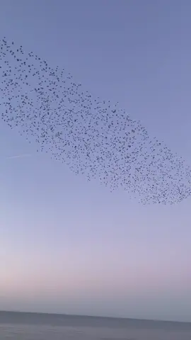 starling murmuration in Brighton