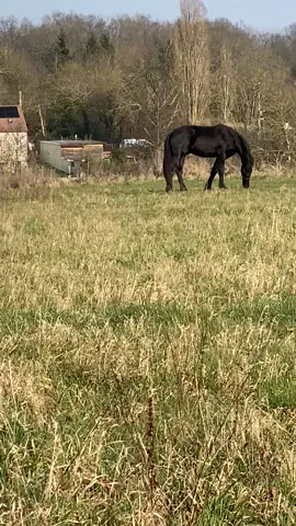 Parce que vraiment ce son colle parfaitement à la vidéo!! 😍😍😍 #frison #spirit #spiritletalondesplaines #spiritsoundtrack #horseoftiktok