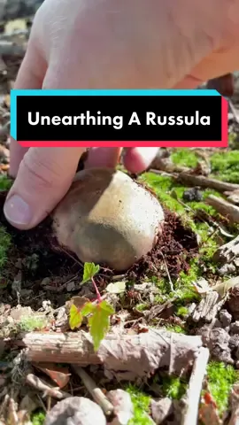 Unearthing a Russula with @chaoticforager in Michigan #russula #LearnOnTikTok #mycology #fungi #mushroomasmr #mushroomtaps #michigan #moss #mushtok