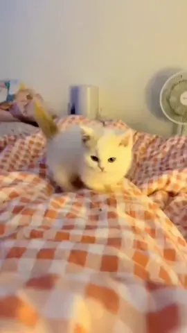 #cats #kittens #kittygo