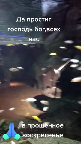 Прости нас боже