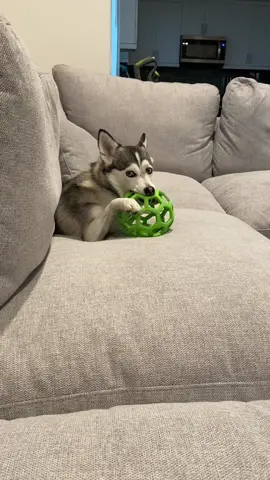 My little ball playing with her ball 😂😂😂