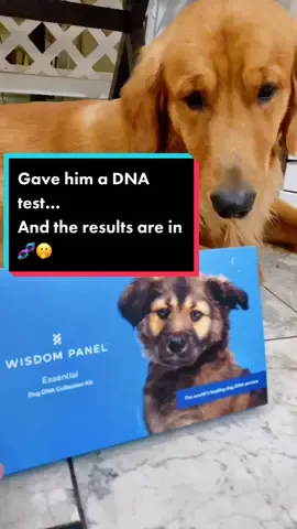 I truly thought he was 100% golden retriever but i guess I was wrong 😖 #ijusttookadnatest #dnatest #crazyresults #imshook #goldenretriever? #idk #fyp