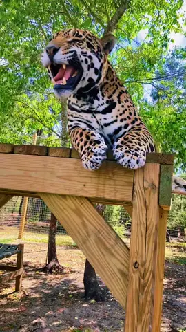 Tank’s reaction to spray catnip! #NOTpets #jaguar #jag #bigcat #bigcats #cat #cats #catnip #cute #adorable #funny #enrichment #Love #fl #florida #fyp