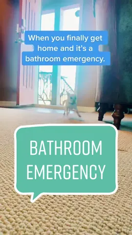 Why does it get worse the closer you get to home? 😂 #bathroom #pitstop #bathroomemergency #help #ohshit #chihuahua #funnystory #cutedog #funstory