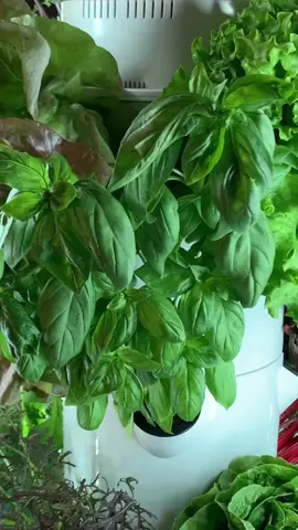 You can grow hundreds of different crops on an aeroponic Tower Garden without the use of soil including vegetables, leafy greens, flowers, fruit and more! #towergarden #aeroponics #verticalfarming #hydroponics #vegetablegarden #gardening #farming #agriculture #farmtotable #harvest
