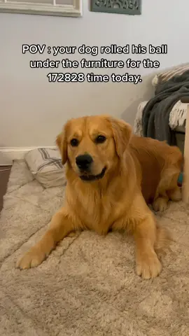It’s legit a full time job. #fyp #foryoupage #dogsofttiktok