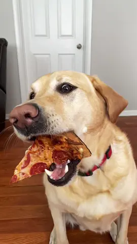 🍕🦮 #pizza #dog #dexterbalancing