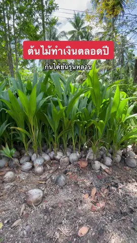 ต้นไม้อายุยืน ทำเงินตลอดปี 🌴 #มะพร้าว #มะพร้าวในบางสุราษ #ต้นพันธุ์มะพร้าวnะทิ🌴🌴 #บอนไซมะพร้าว #เปิดการมองเห็น