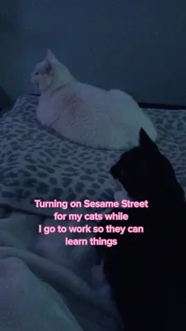 They love it! 🐱🐱 #catswatchingtv #catswatchingyoutube #catswatchingmovies #millenialcatmom #catsaremyworld #catvideos🐈 #sesamestreet #watchingtv #ilovecatssomuch #catmomproblems #catmomma #catmomlife