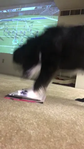 Does your dog play iPad? 🐶 #dogsofttiktok #miniaustralianshepherd #smartpup