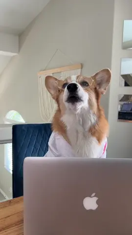 It’s either groundbreaking or the most ridiculous feature we’ve ever seen #microwave #research #popcorn #doglovers