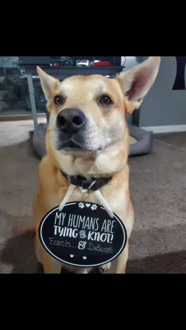 #PetsWithAMessage