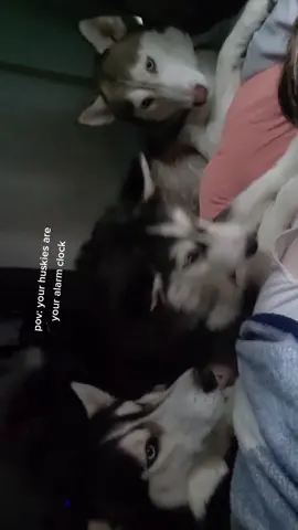 every morning. my favorite part of the day. 😁❤ #huskytok #fyp
