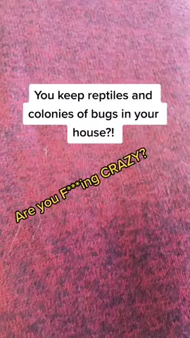 I guess I am? #reptilemom #crazylizardlady  #beardeddragon