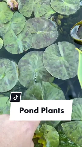 Some of the weird pond plants I’m growing…
