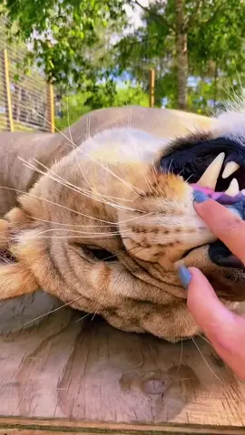 As requested, ✨ more Boops ✨ #NOTpets #lion #jaguar #hyena #bear #jag #lioness #bigcat #bigcats #cat #cats #boop #boops #boopthesnoot #dangerkitty #love #lioness #beautiful #amazing #fyp