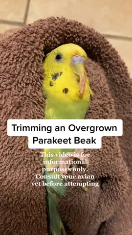 #petbirdsoftiktok #parakeet #budgie #birdgrooming #petgrooming #petcare #exoticpetcare #pets #petbirds