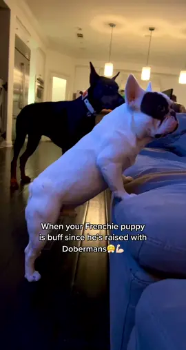 Ever see a buff 9 month old frenchie?😤 he’s raised by Dobermans😂 #TheAdamProject #fyp #dogsoftiktok