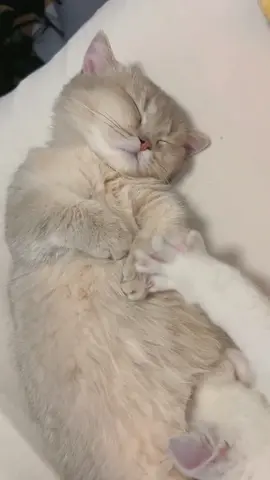 ##kitten #cat #cats #kittens #of #kitty #catstagram #catlover #meow #catlovers
