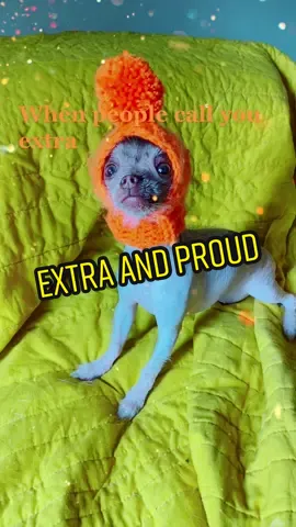 Do people call you extra ? 🧡🦗  #hairlesschihuahua #hairlesspuppy #chihuahuapuppy #chihuahuasofinstagram #hairlesschihuahuasofinstagram #xoloitzcuintli #xoloitzcuintlisofinstagram #hairlessbreed #puppylove #chihuahua #xolopuppy #puppiesofinstagram #followmydog #nekkeddog #hairlessdog #gremlindog #babywerewolf #chihuahuasoftiktok #puppiesoftiktok #viralpuppy #uniquepuppy #dogsoftiktok