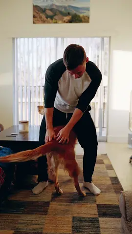 I could watch these stompy feet all day long (and I do) 😭😂 #funnydog #goldenretriever #dogsofttiktok