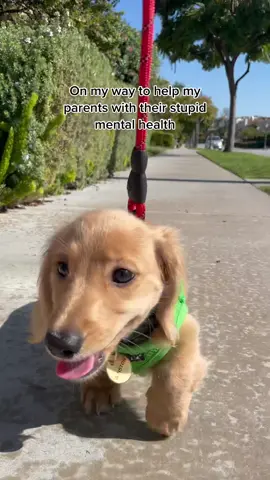 Help is on the way!!! #dachshund #puppy