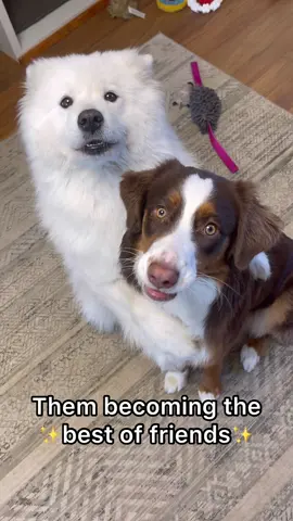 The best possible outcome 🥰✨ #dogsoftiktok #fyp #pettok #foryou #doghug #foryou