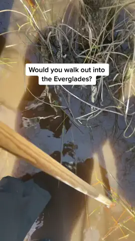 Would you go on a wet walk in the Everglades? I recommend going with a guide! #evergladesnationalpark #findyourpark #visitflorida #everglades #hikingadventures #sheexplores #floridacheck #exploreflorida #therealflorida #nationalparks #adventuretravel