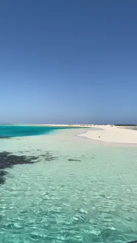 📍Marsa Alam, Egypt 🇪🇬🐬📍#UARushChallenge #egypt #marsaalam #redsea #holidaytiktok #holiday #fyp #foryou #foryoupage #egyptian_tik_tok #dolphin #snorkeling #diving