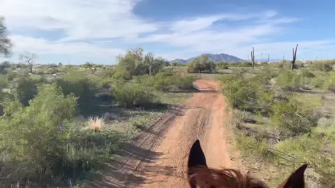 Forget your Monday work vibes if only for a moment 🥰 #horses #aqha #arizona #azlove #desert #quarterhorse #SmoothLikeNitroPepsi #viral #fyp #weightless #freedom #trailriding #lovelife #living #free #horse #horsesoftiktok