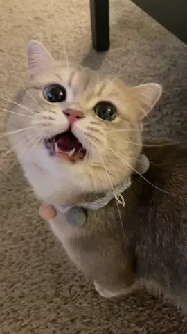 Let’s do some tricks!#catsoftiktok #catlover #cat #cutecat