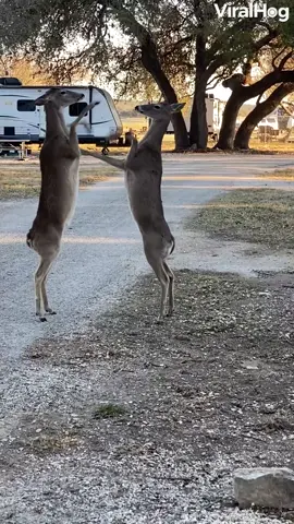 A day at the lake took an unexpected turn...🥊🦌🌽#viralhog#wildlife#camping#deer