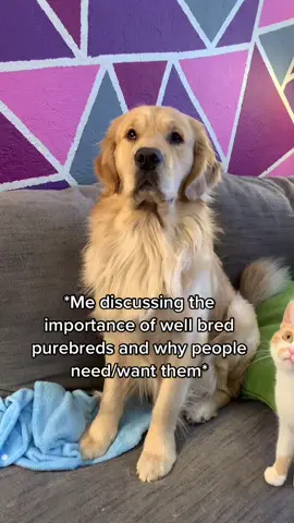 Without fail every time. #dogs #dogsofttiktok #adoptorshopresponsibly #adoptorshop #ethicalbreeding #goldenretriever #siberianhusky #encanto