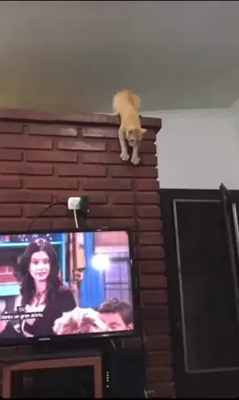 Gato derruba tv e vira tapete de quarto