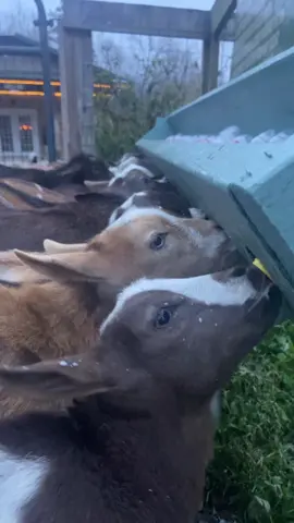 🍼🐐 #fyp #viral #babygoats #bottlefeeding