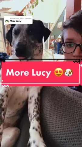 Reply to @irish_840 As requested 😂 #dogsofttiktok #puppiesoftiktok #pittiesoftiktok #heelermix