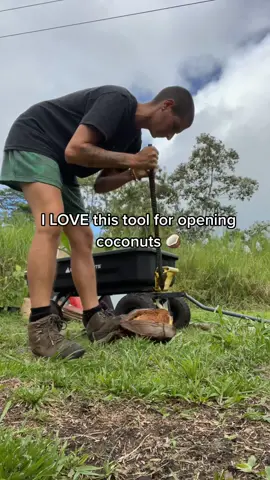 Husking coconuts 🥥 all day #coconut #soroutedcoconut #sprout #babycoconut #huskingtool #tool #husk #AerieREAL #fruittok #exoticfruit #fillingorders #thankyou #support #smallbiz #timelapse #foryou #work #fyp #hairygirl